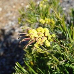 Shrubs Grevillea Alpina X Rosmarinifolia Gold Rush