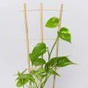 Fernland Bamboo Plant Trainer Plant Stakes & Stands