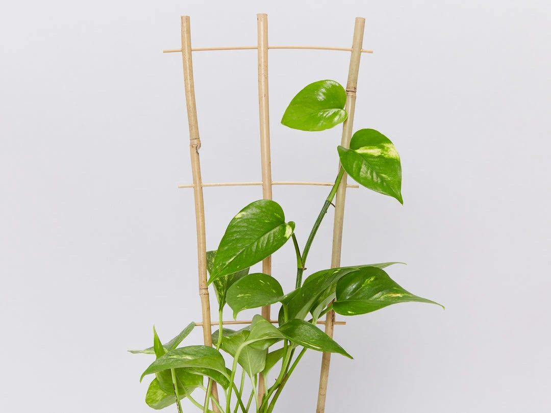 Fernland Bamboo Plant Trainer Plant Stakes & Stands 3 Fernland Bamboo Plant Trainer Plant Stakes & Stands
