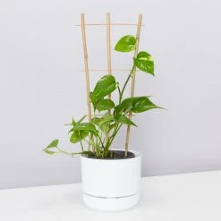 Fernland Bamboo Plant Trainer Plant Stakes & Stands 9 Fernland Bamboo Plant Trainer Plant Stakes & Stands