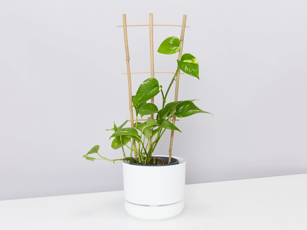 Fernland Bamboo Plant Trainer Plant Stakes & Stands 5 Fernland Bamboo Plant Trainer Plant Stakes & Stands