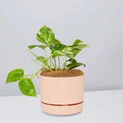 Pot + Plant Gift Box Devils Ivy 'Golden Pothos' - Pot + Plant + Soil