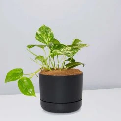 Pot + Plant Gift Box Devils Ivy 'Golden Pothos' - Pot + Plant + Soil
