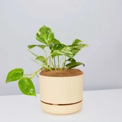 Pot + Plant Gift Box Devils Ivy 'Golden Pothos' - Pot + Plant + Soil