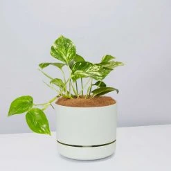 Pot + Plant Gift Box Devils Ivy 'Golden Pothos' - Pot + Plant + Soil