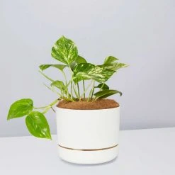 Pot + Plant Gift Box Devils Ivy 'Golden Pothos' - Pot + Plant + Soil