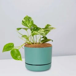 Pot + Plant Gift Box Devils Ivy 'Golden Pothos' - Pot + Plant + Soil
