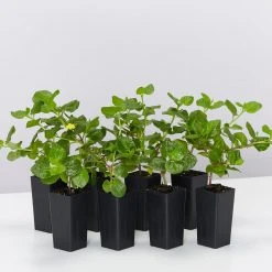 Shrubs Goodenia Ovata Edna Walling