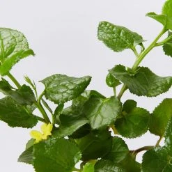 Shrubs Goodenia Ovata Edna Walling