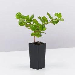 Shrubs Goodenia Ovata Edna Walling