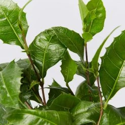 Graptophyllum Ilicifolium Holly Hedge Shrubs