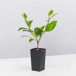 Graptophyllum Ilicifolium Holly Hedge Shrubs