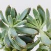Succulents Full Sun Graptoveria Opalina 85mm 1 Succulents Full Sun Graptoveria Opalina 85mm