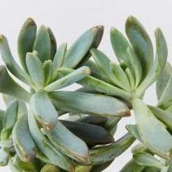 Succulents Full Sun Graptoveria Opalina 85mm