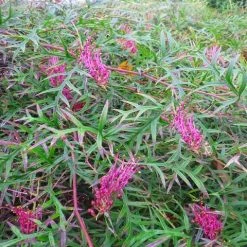 Shrubs Grevillea Bronze Rambler