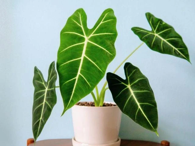 Indoor Garden Alocasias Alocasia Green Velvet 4 Indoor Garden Alocasias Alocasia Green Velvet