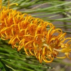 Shrubs Grevillea Banksii X Pteridifolia Honey Gem