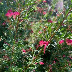 Shrubs Grevillea Lilliane