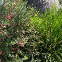 Shrubs Grevillea Lilliane