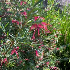 Shrubs Grevillea Lilliane