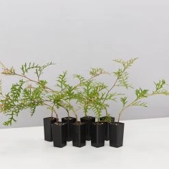 Shrubs Grevillea Bronze Rambler