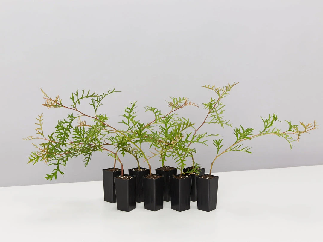 Shrubs Grevillea Bronze Rambler 3 Shrubs Grevillea Bronze Rambler