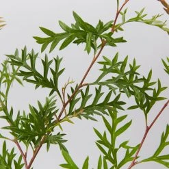 Shrubs Grevillea Bronze Rambler 8 Shrubs Grevillea Bronze Rambler