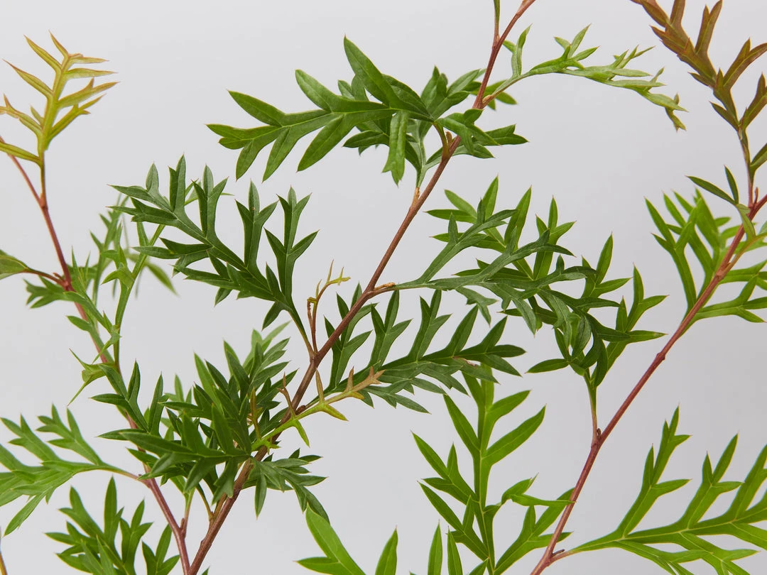 Shrubs Grevillea Bronze Rambler 5 Shrubs Grevillea Bronze Rambler