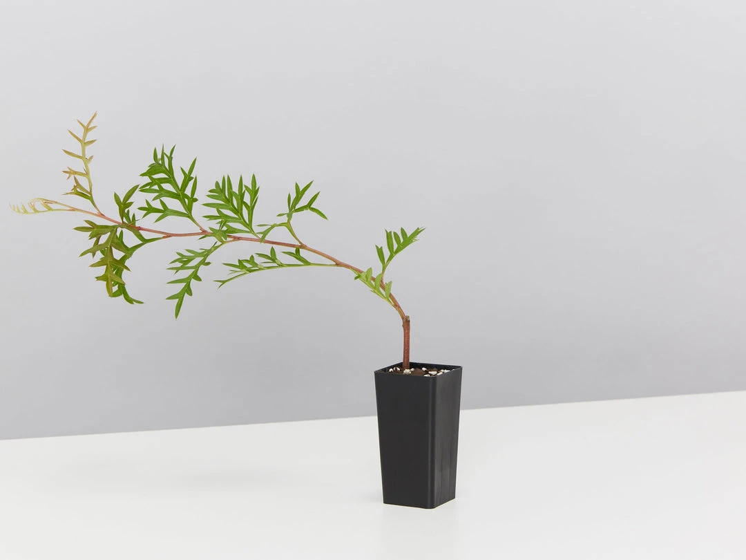 Shrubs Grevillea Bronze Rambler 6 Shrubs Grevillea Bronze Rambler