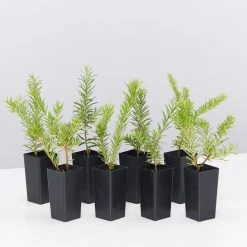 Shrubs Grevillea Lanigera X Lavandulacea Cherry Ripe