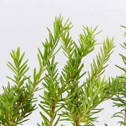 Shrubs Grevillea Lanigera X Lavandulacea Cherry Ripe