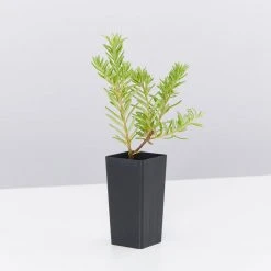 Shrubs Grevillea Lanigera X Lavandulacea Cherry Ripe