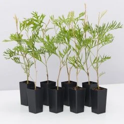 Shrubs Grevillea X Coconut Ice