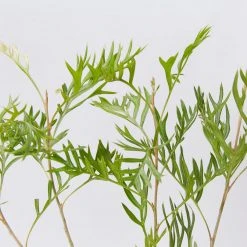 Shrubs Grevillea X Coconut Ice