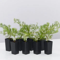 Shrubs Grevillea Curviloba