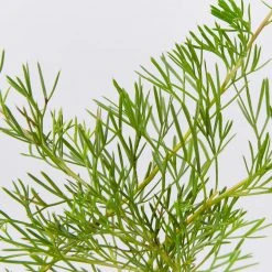 Shrubs Grevillea Curviloba