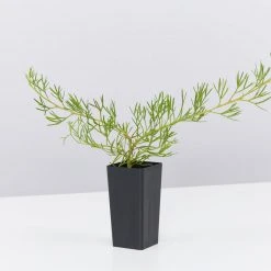 Shrubs Grevillea Curviloba