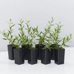 Shrubs Grevillea Forest Rambler Hedging Plants