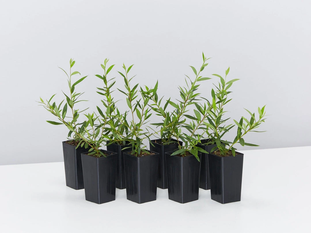 Shrubs Grevillea Forest Rambler Hedging Plants 3 Shrubs Grevillea Forest Rambler Hedging Plants