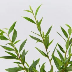 Shrubs Grevillea Forest Rambler Hedging Plants 8 Shrubs Grevillea Forest Rambler Hedging Plants