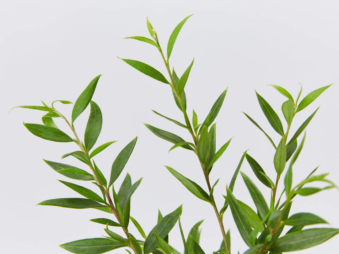 Shrubs Grevillea Forest Rambler Hedging Plants 5 Shrubs Grevillea Forest Rambler Hedging Plants