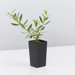 Shrubs Birds And Bees ๐ Australian Native Plant Pack 24 Shrubs Birds And Bees ???? Australian Native Plant Pack