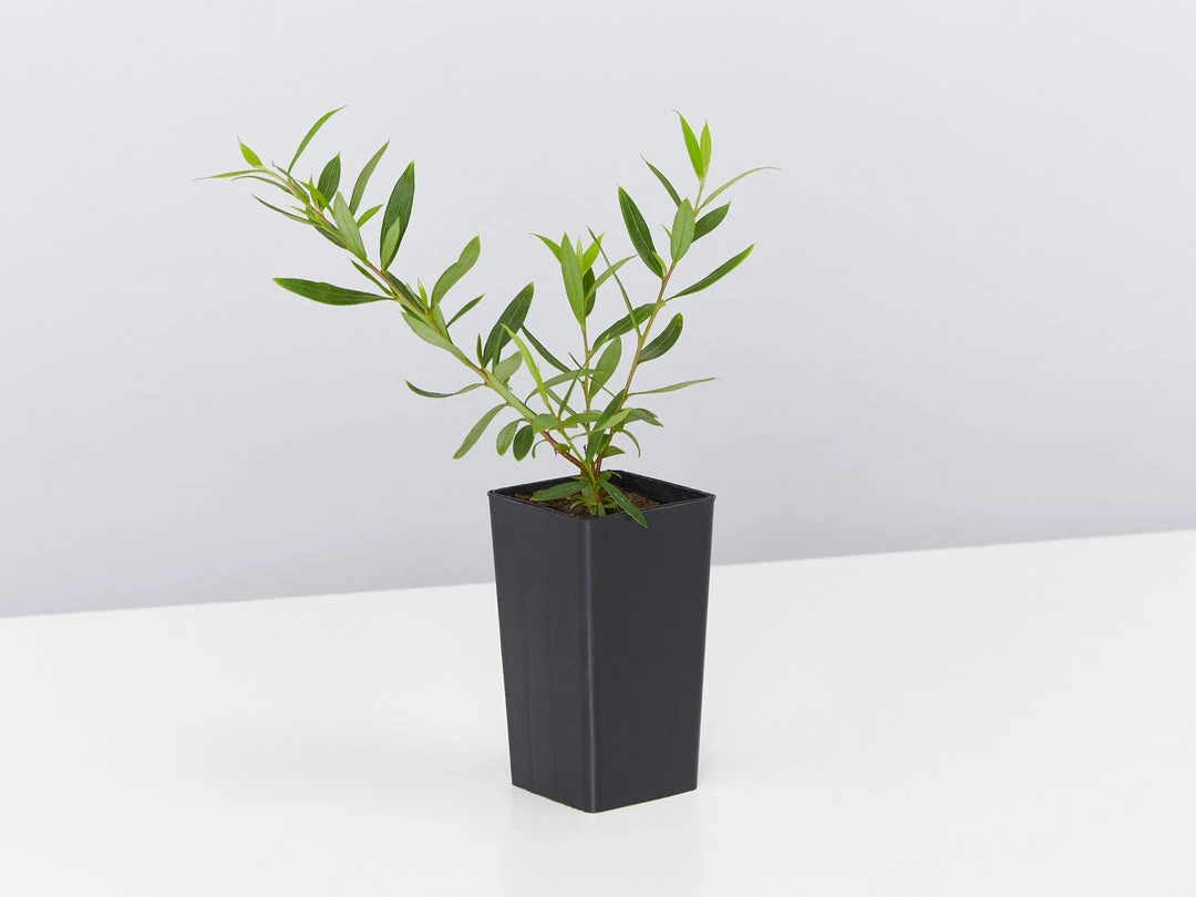 Shrubs Birds And Bees ๐ Australian Native Plant Pack 10 Shrubs Birds And Bees ???? Australian Native Plant Pack