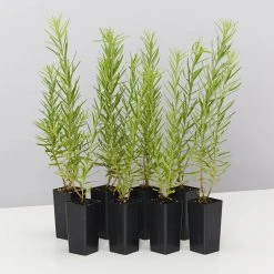 Shrubs Grevillea Alpina X Rosmarinifolia Gold Rush