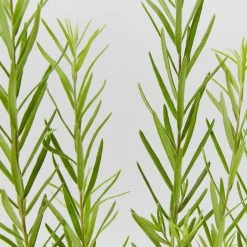 Shrubs Grevillea Alpina X Rosmarinifolia Gold Rush