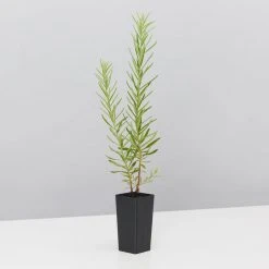 Shrubs Grevillea Alpina X Rosmarinifolia Gold Rush