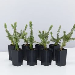 Shrubs Border Plants Grevillea Lanigera Mt Tamboritha