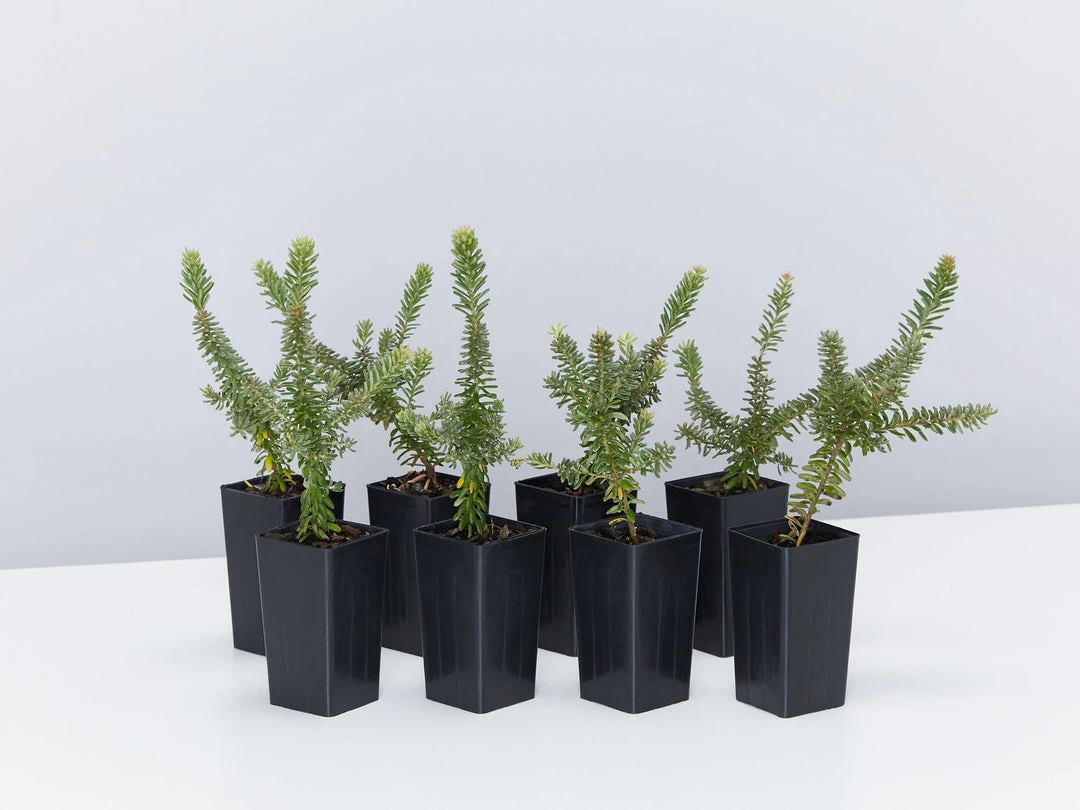 Shrubs Border Plants Grevillea Lanigera Mt Tamboritha 3 Shrubs Border Plants Grevillea Lanigera Mt Tamboritha