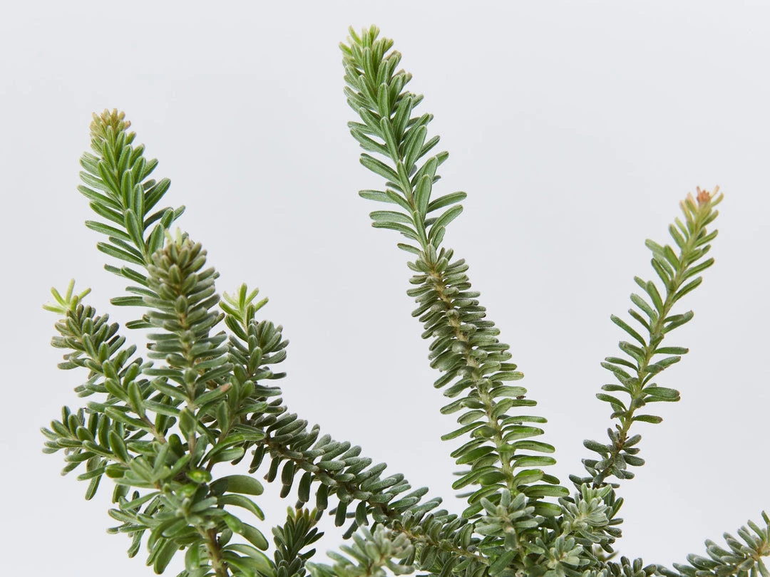 Shrubs Border Plants Grevillea Lanigera Mt Tamboritha 6 Shrubs Border Plants Grevillea Lanigera Mt Tamboritha