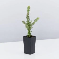 Shrubs Border Plants Grevillea Lanigera Mt Tamboritha 9 Shrubs Border Plants Grevillea Lanigera Mt Tamboritha